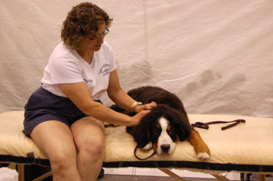 Canine Therapeutic Massage